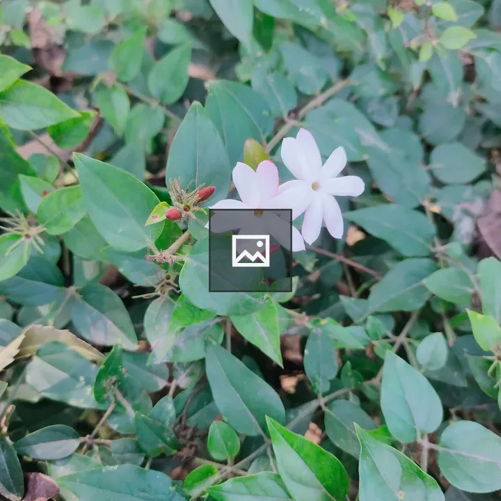 Small pink flowers on green plant