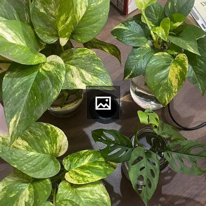 Money Plant and Monstera Adansonii Indoor