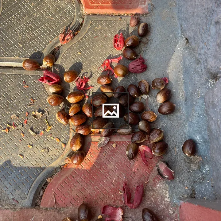 Nutmeg nuts on tiled floor