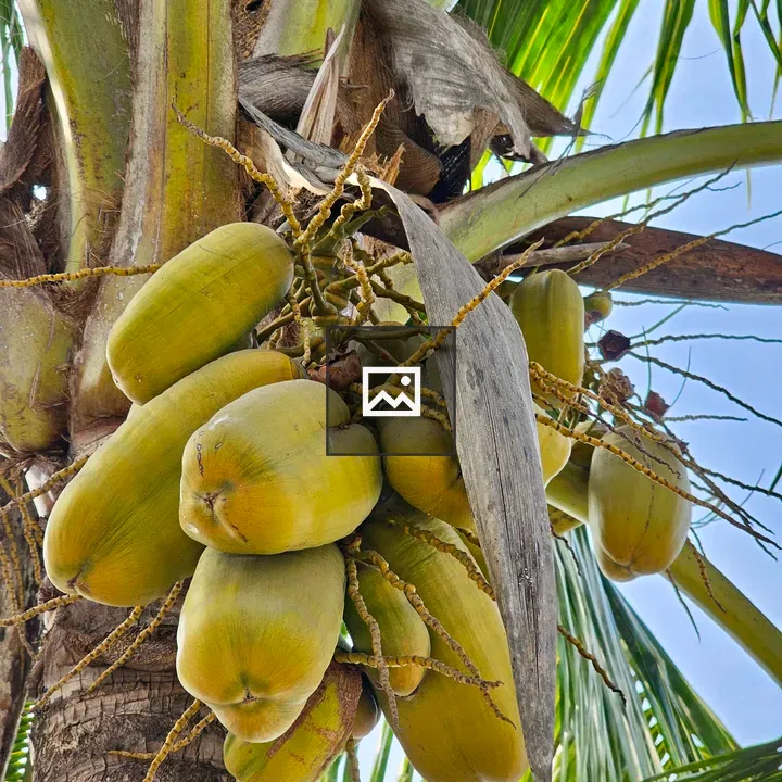 Cucumber-shaped yellow coconuts on tree