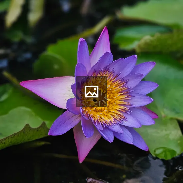 Purple water lily in dark water