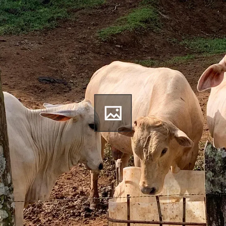 Cows grazing in rural open field