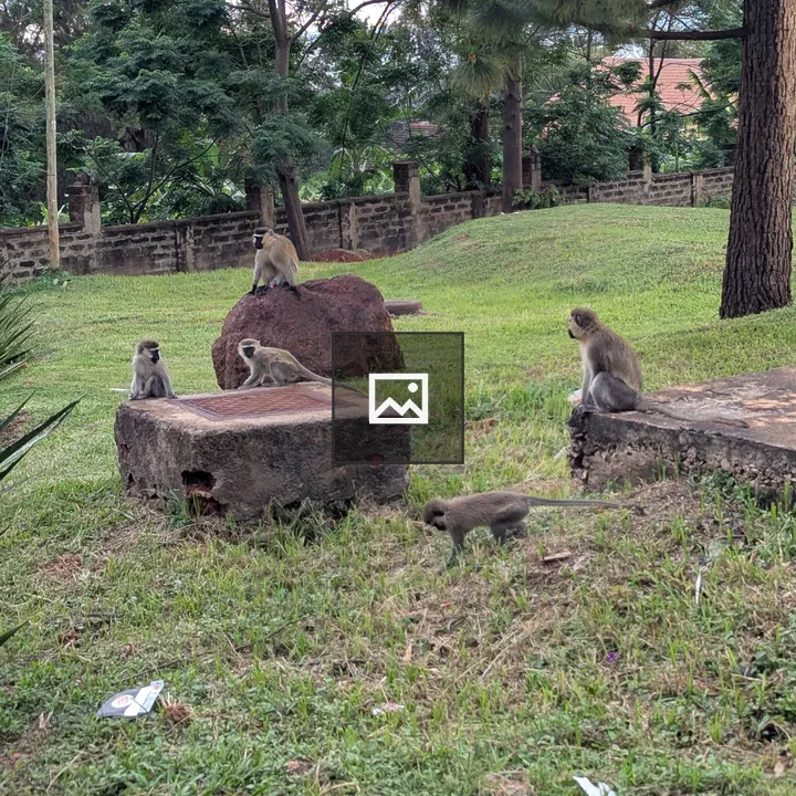 Group of Monkeys in Grass and Rock