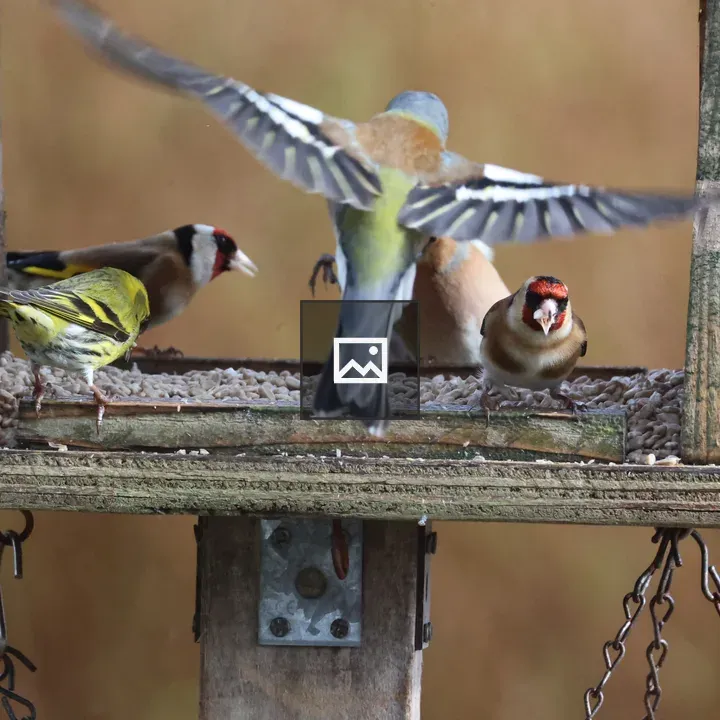 Male Chaffinch in Garden Feeding Station