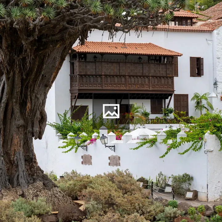 Dragon tree in Icod de los Vinos