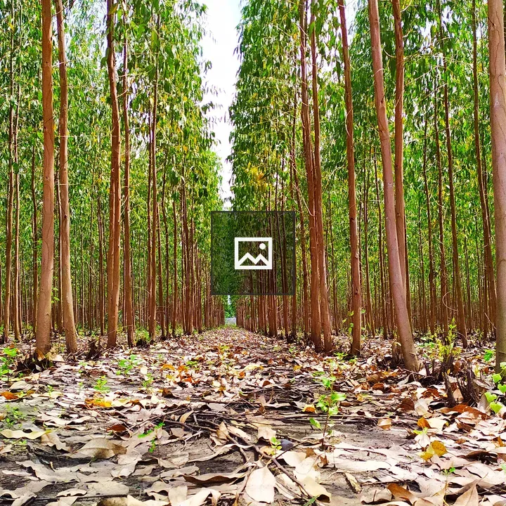 Dense plantation of tall trees