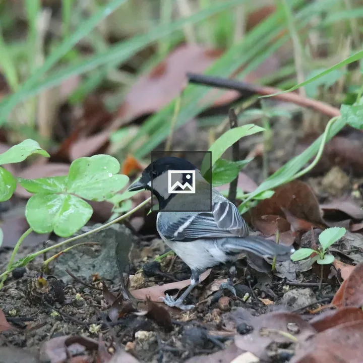 Cinereous Tit in Wetland Park