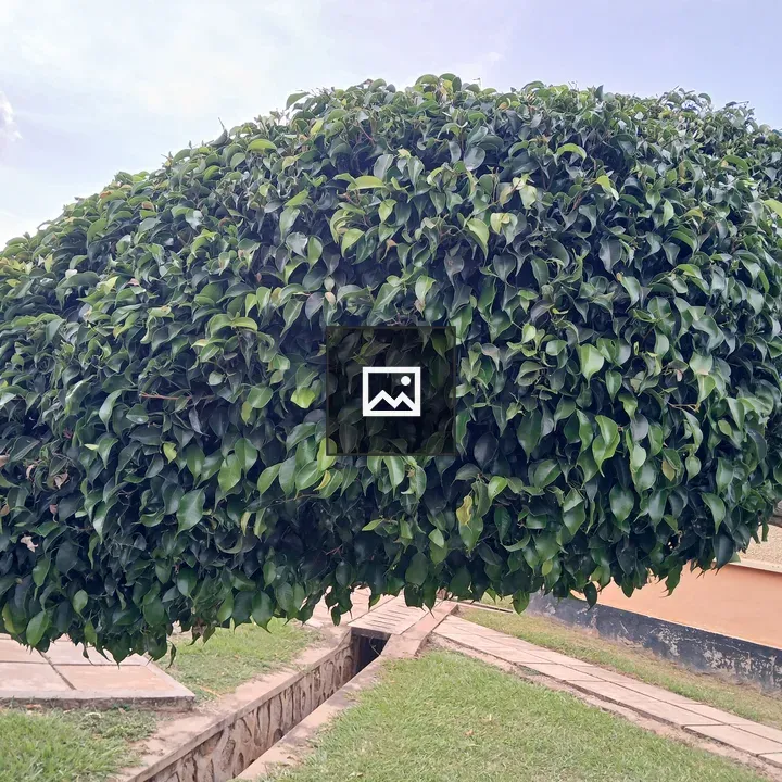 Rounded green tree in foreground