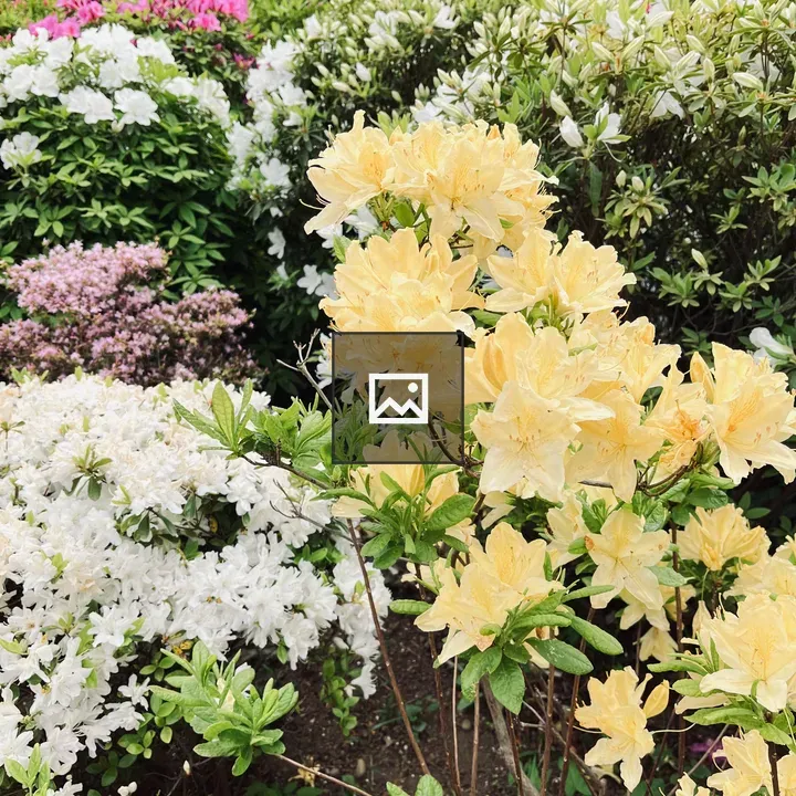Yellow and white flowers on green bushes