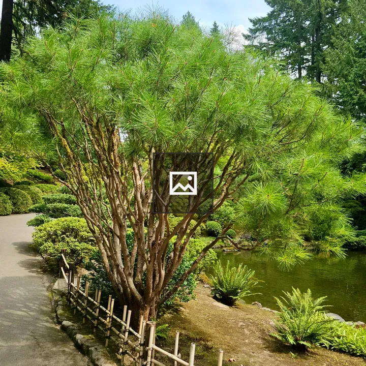 Multi-trunk pine beside path