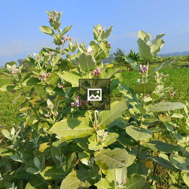 Green plant with pink flowers