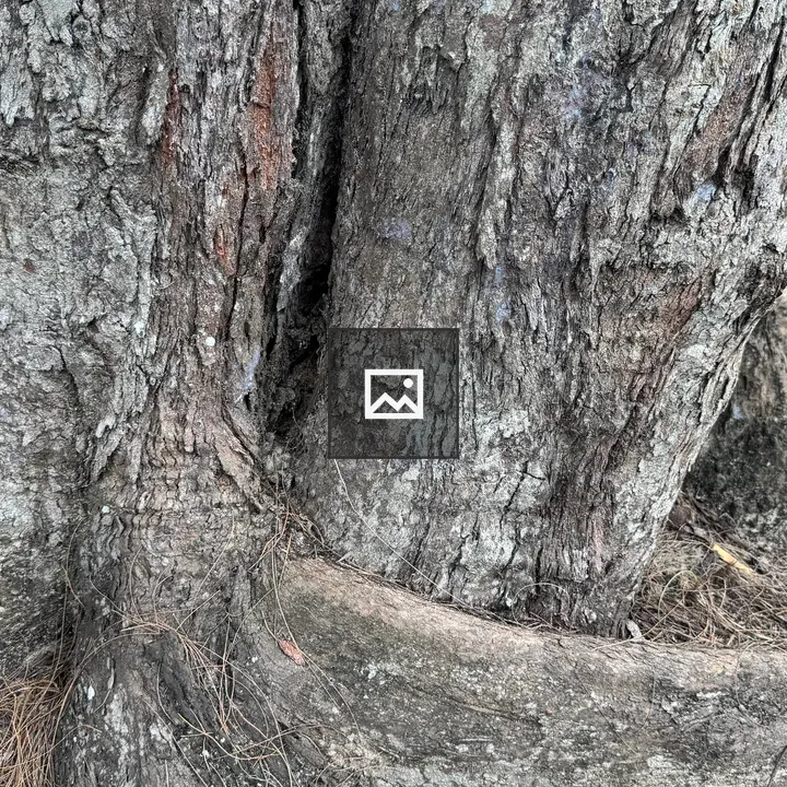 Tree trunk close-up