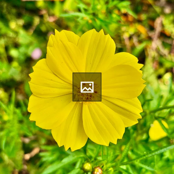 Yellow Garden Cosmos Flower