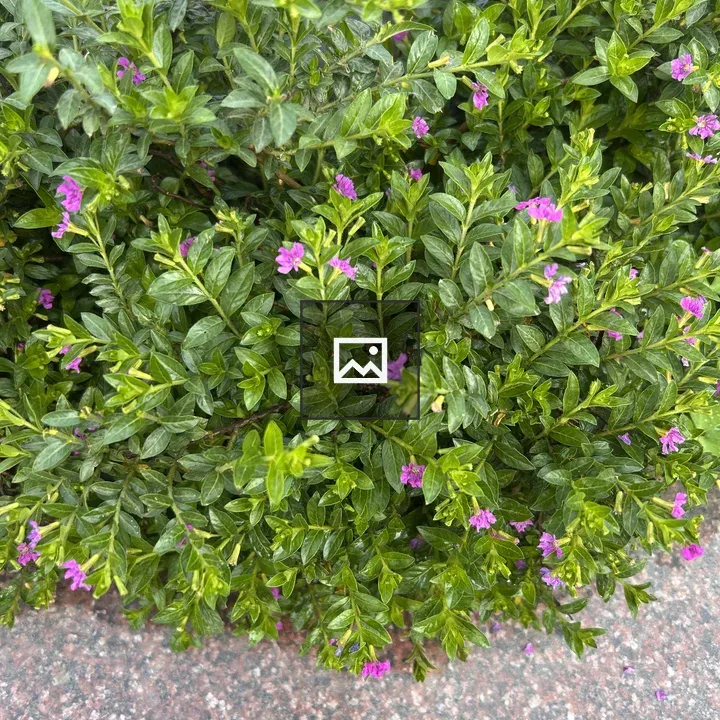 Dense bush with purple flowers
