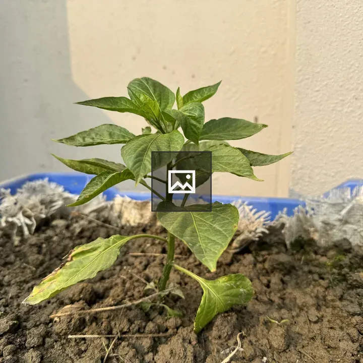 Young chili plant in blue container