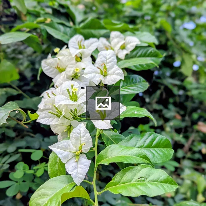 Bougainvillea Hand Branch