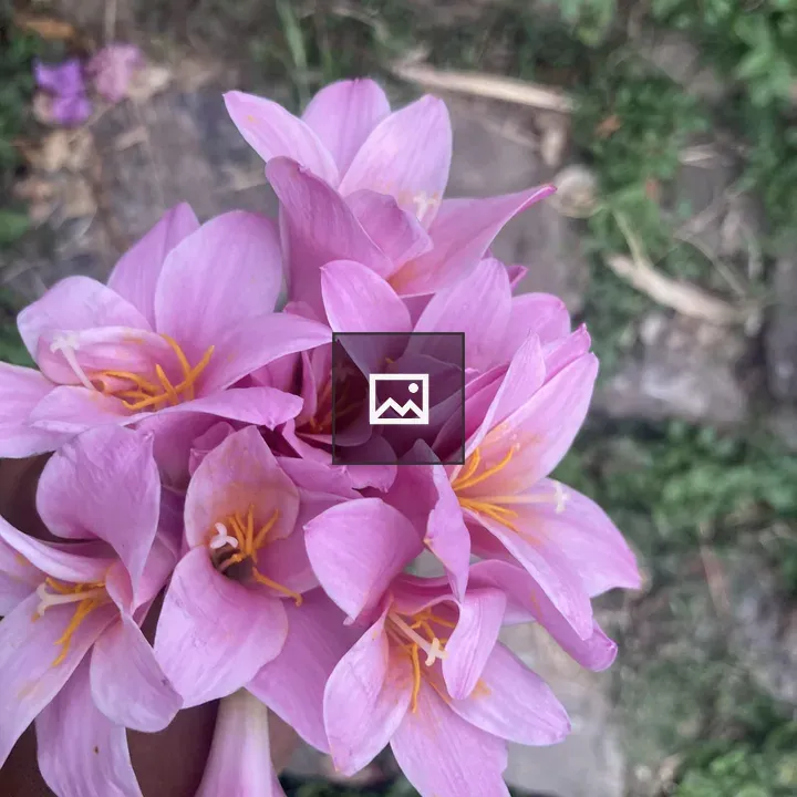 Hand with pink flower bouquet