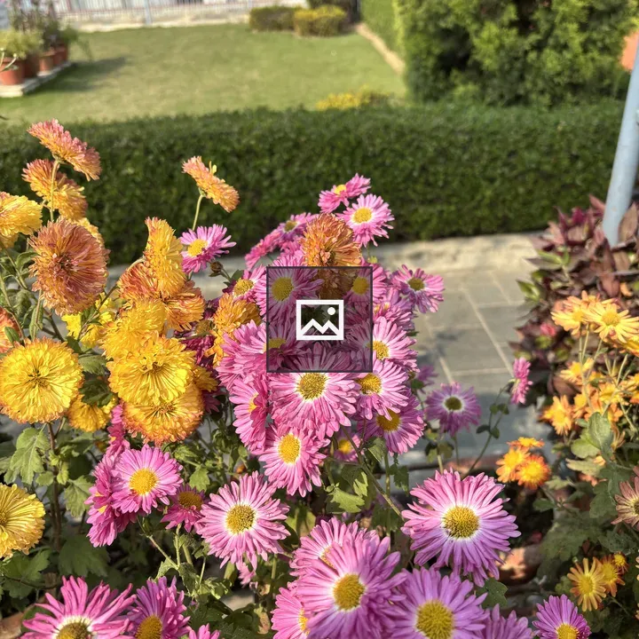 Close-up of vibrant pink and yellow flowers