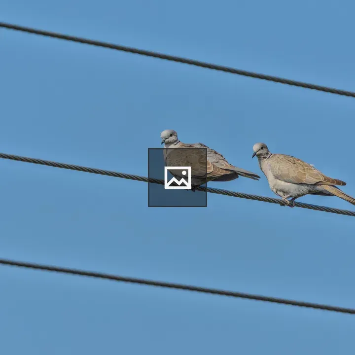 Eurasian collared doves on wire