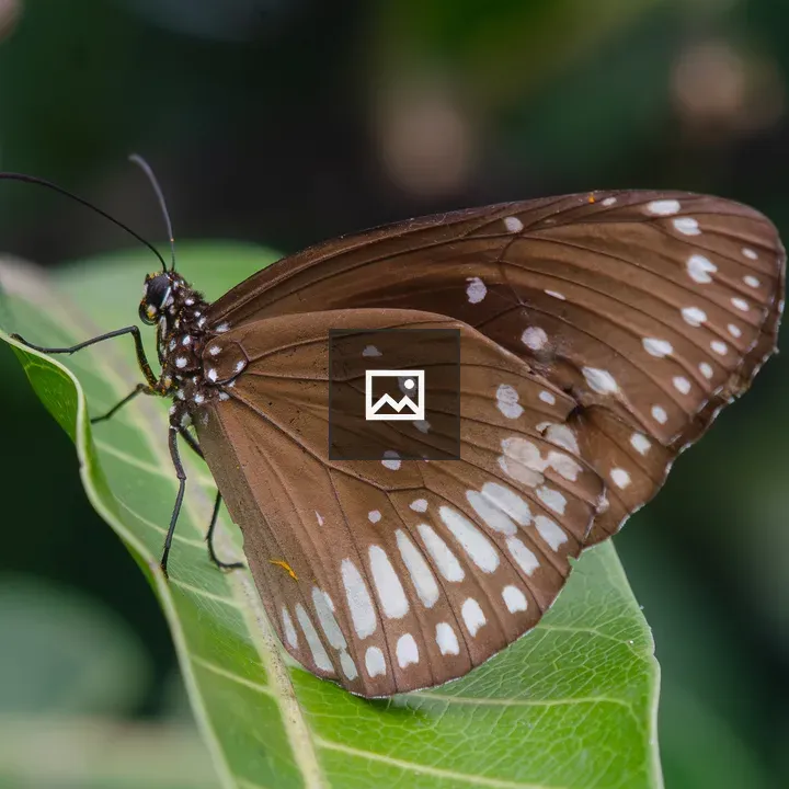 Brown common crow butterfly