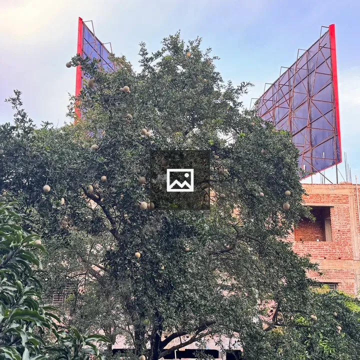Wood Apple Tree in Front of Brick Building