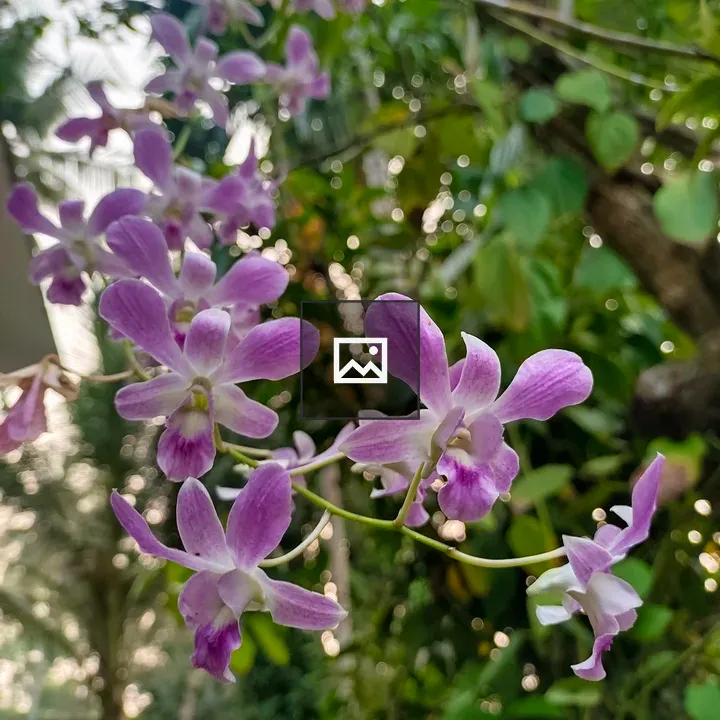 Purple orchids in bloom