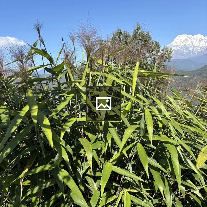 Tall grasses with blue sky backdrop