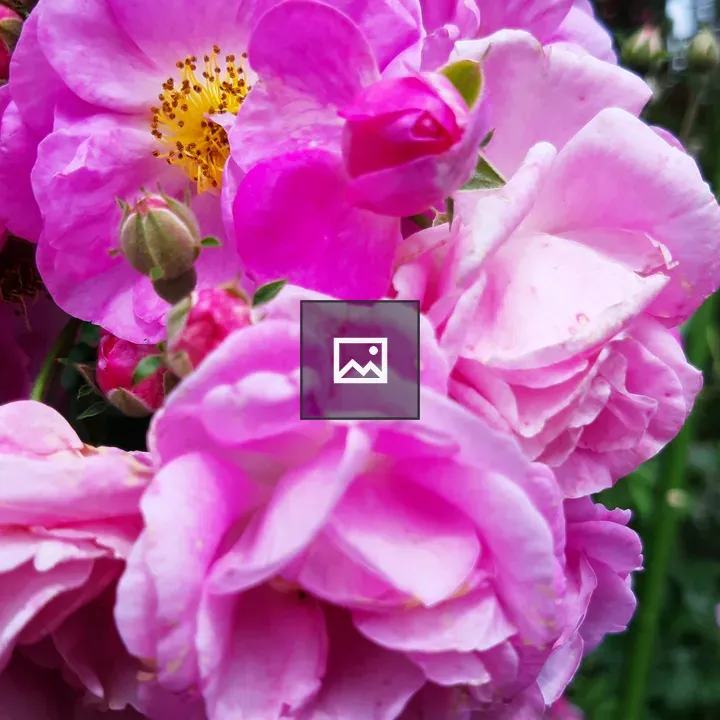 Purple flowers in Bandung