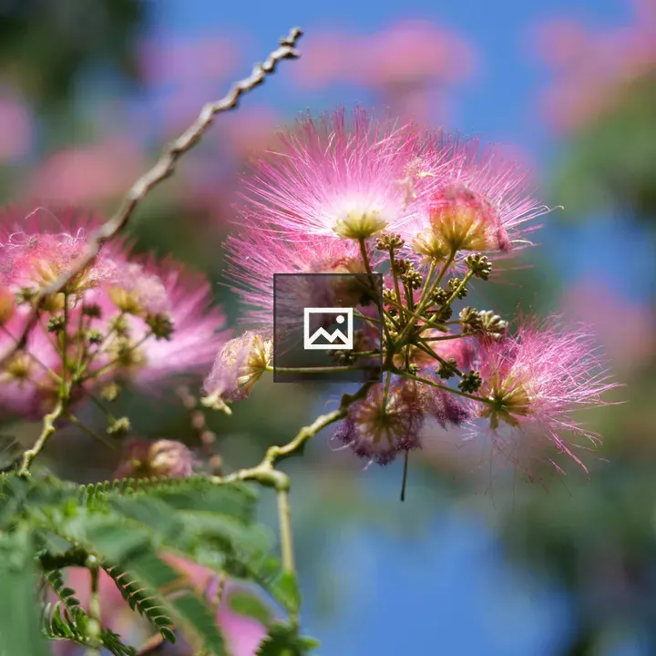 Albizia Flowers