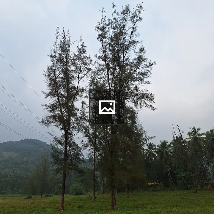 Pine trees seen from Kakkayam