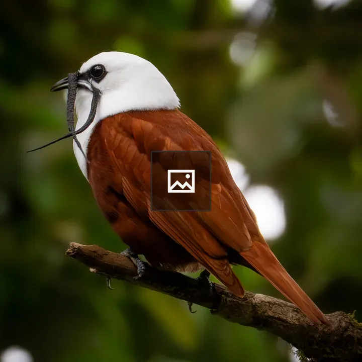Three-wattled Bellbird on Branch