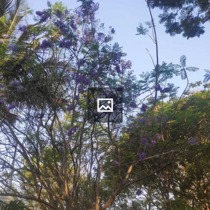 Coconut tree and blue flowers