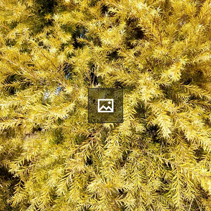 Golden foliage close-up plant