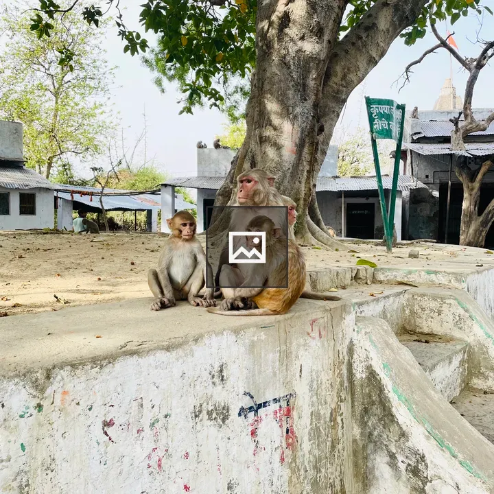 Mother monkey and her kids