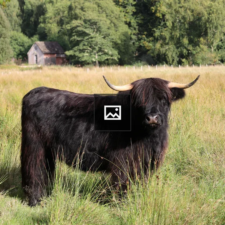 Miniature Highland Cow in Field