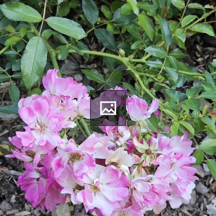 Pink and white roses
