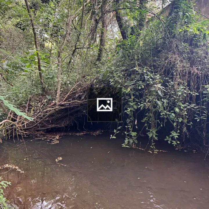 Forest Creek through Dense Banks