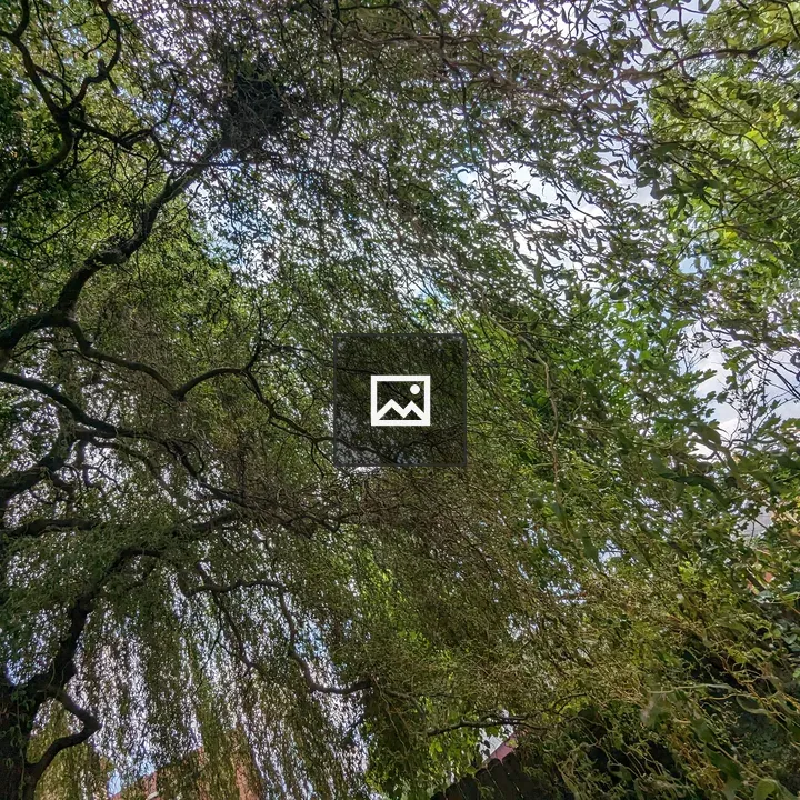 Willow Branches Looking Up