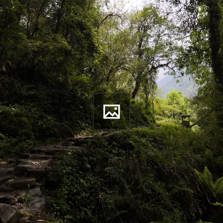 Forest path with stone steps
