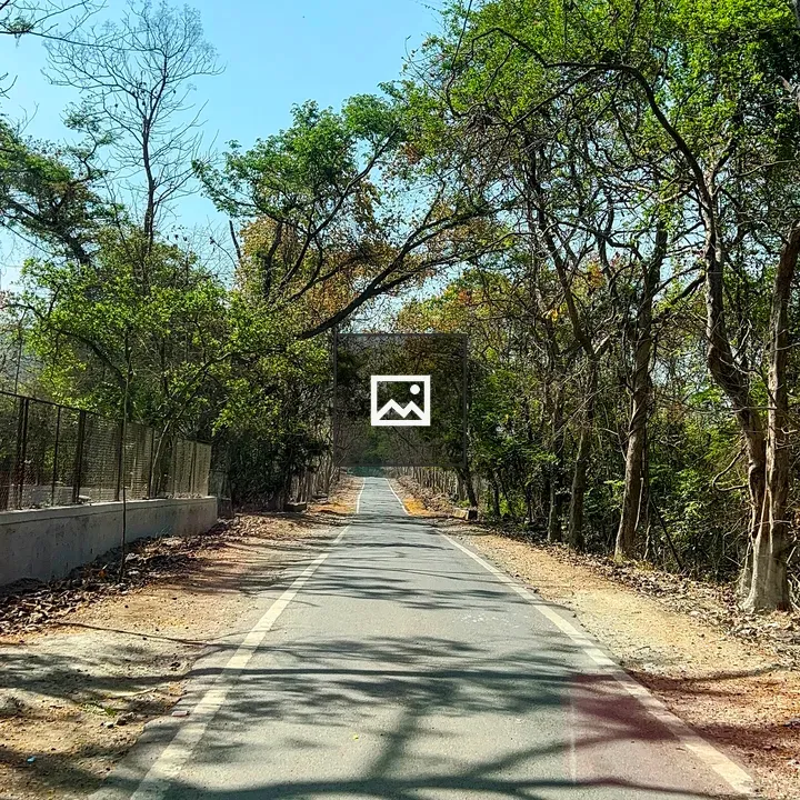 Narrow paved road with trees