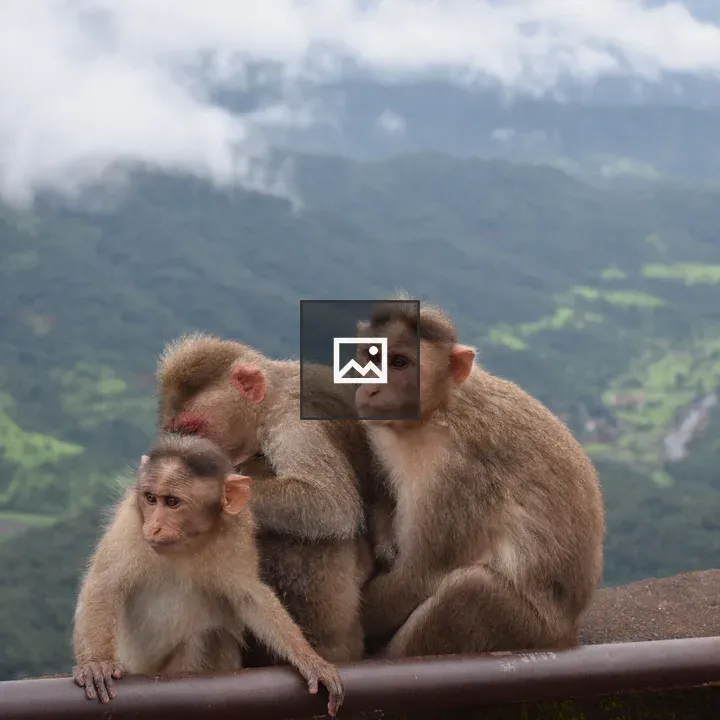 Monkey family on wall