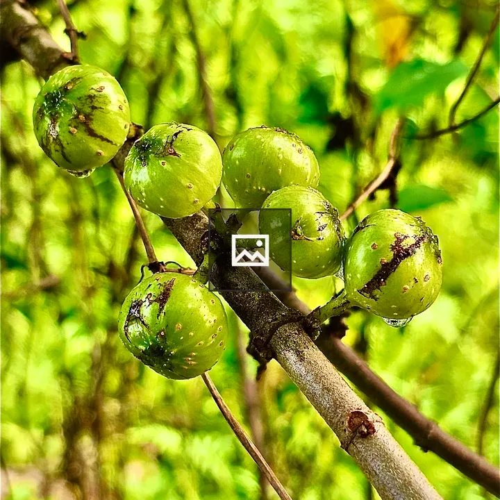 Figs of Ficus botryocarpa