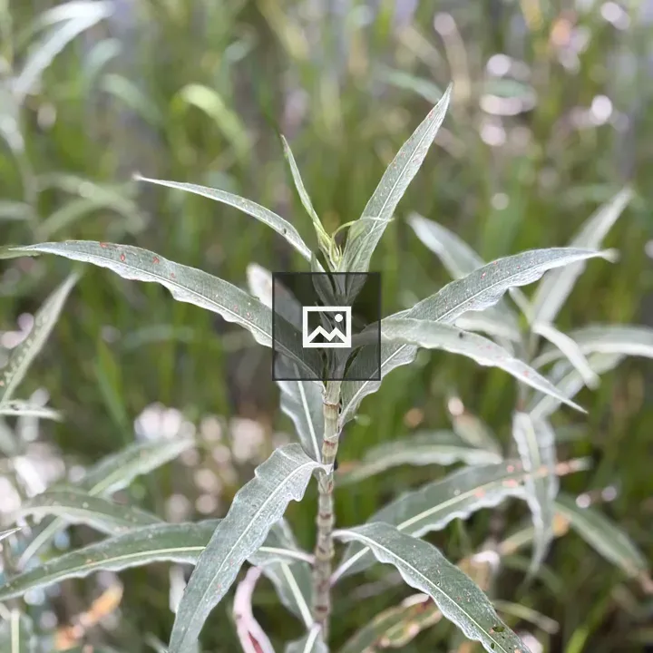 Green plant with white-edged leaves
