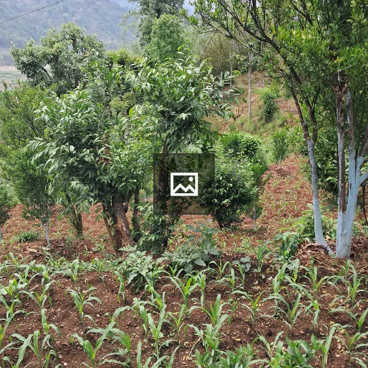 Corn plants and trees landscape