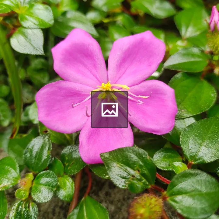 Pink flower close-up