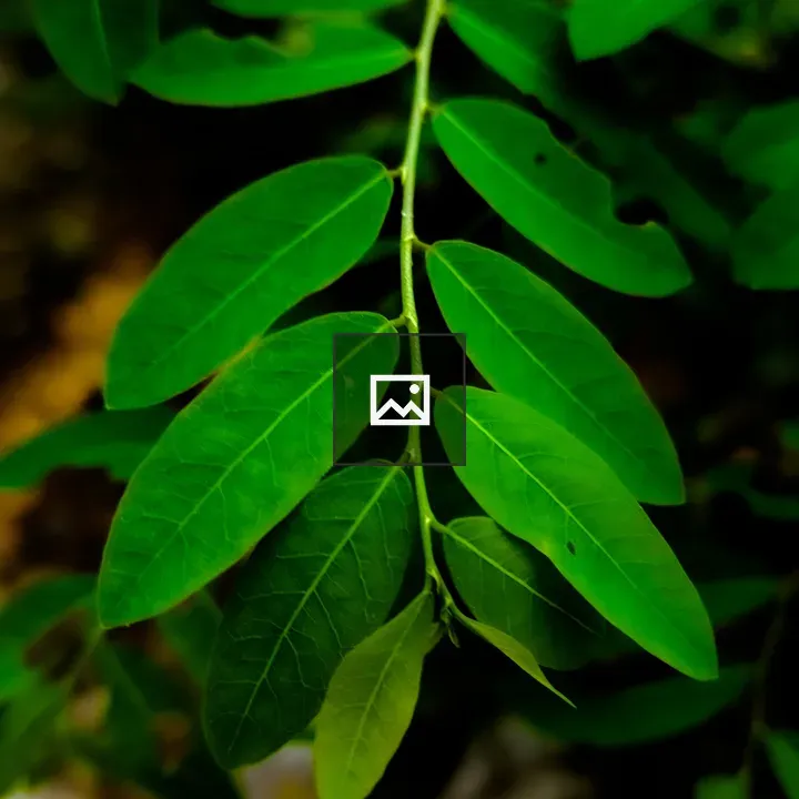 Green Tree Leaves