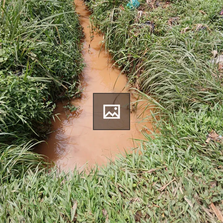Stream Through Grass and Plants