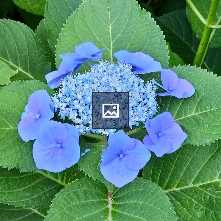 Mature lacecap hydrangea bloom