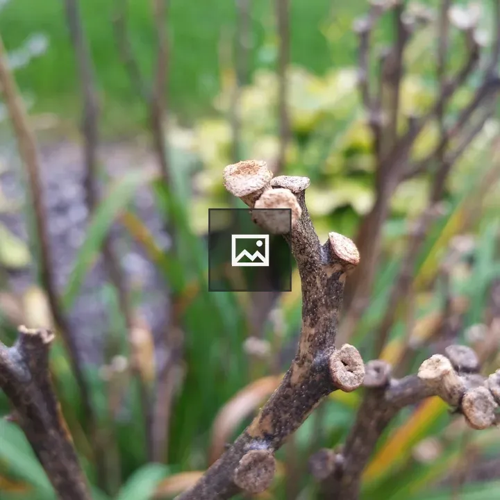 Pruned branches