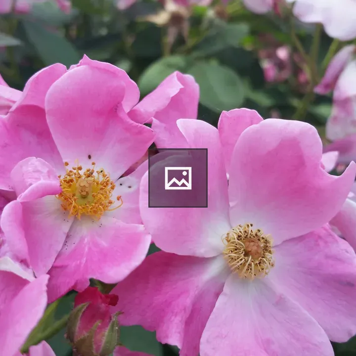 Pink wild roses